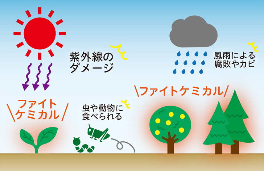注目の天然成分ファイトケミカルってなに?