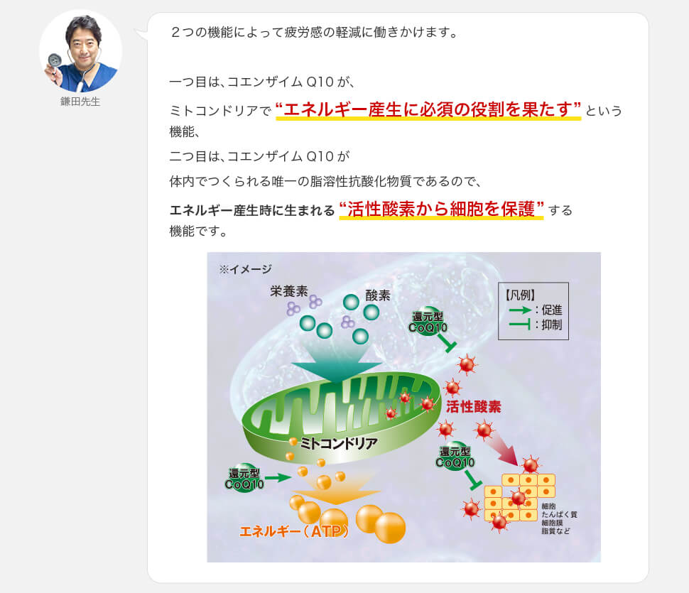 還元型コエンザイムQ10のパワーについて おおどおり鎌田内科クリニック　鎌田先生が、解説します！