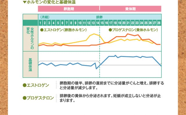 ホルモンの変化と基礎体温